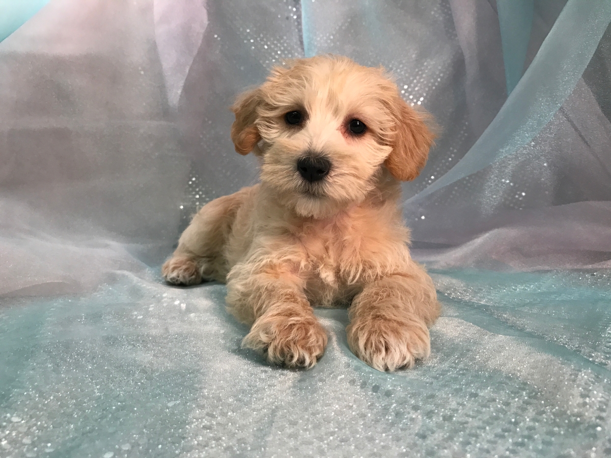 Miniature Schnoodle Pups bred in Iowa!